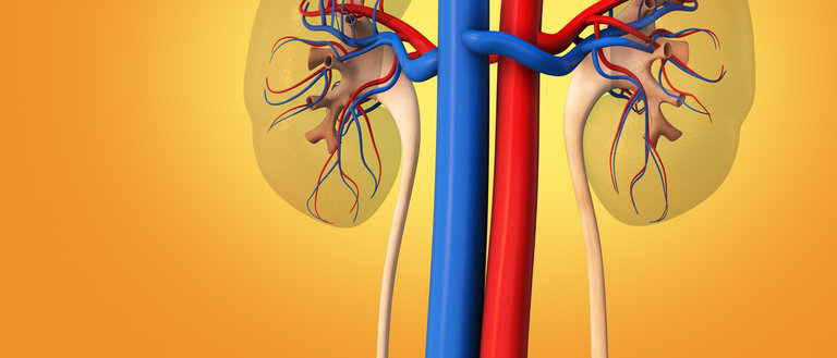 Illustration of two kidneys