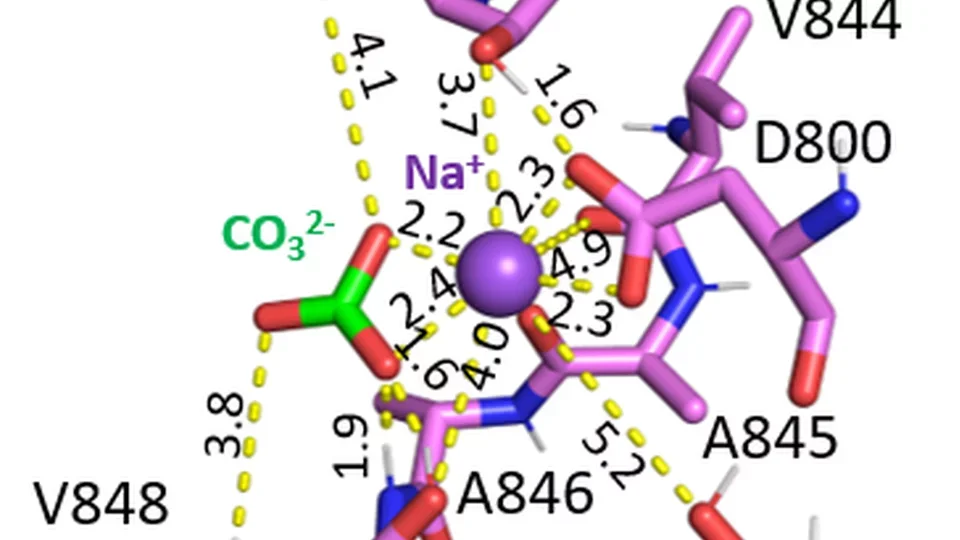 Near-atomic model of NBCe1-A ion binding site.