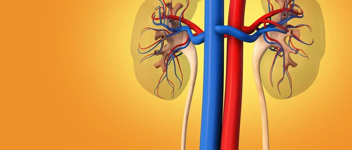 Illustration of two kidneys