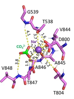 Near-atomic model of NBCe1-A ion binding site.