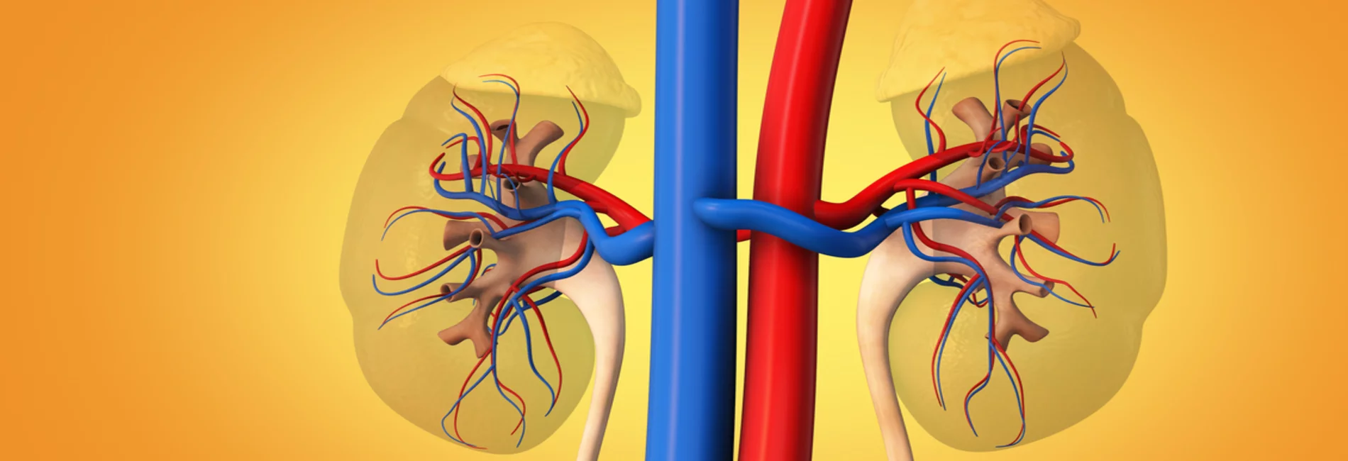 Illustration of two kidneys